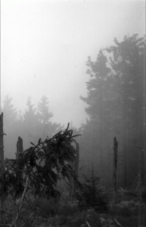 Lascowiec : Winds of Victory